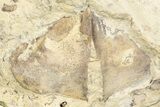 Ordovician Marine Fossil Association - Wisconsin #248562-1